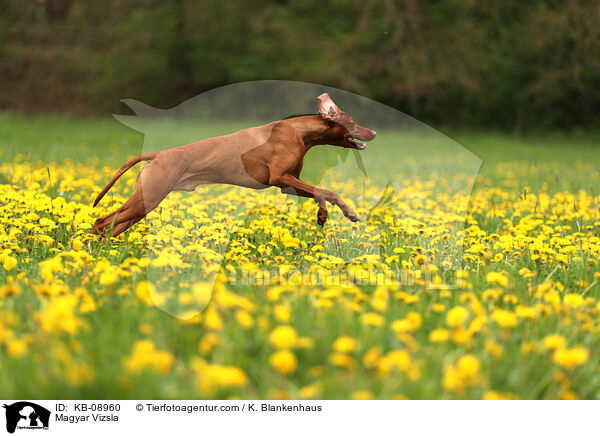 Magyar Vizsla / Magyar Vizsla / KB-08960