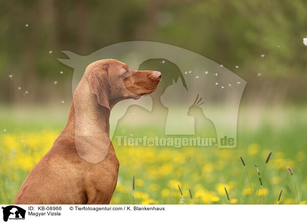 Magyar Vizsla / Magyar Vizsla / KB-08966