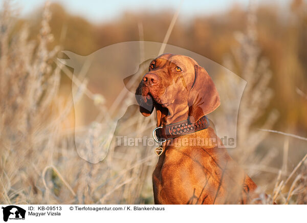 Magyar Vizsla / Magyar Vizsla / KB-09513