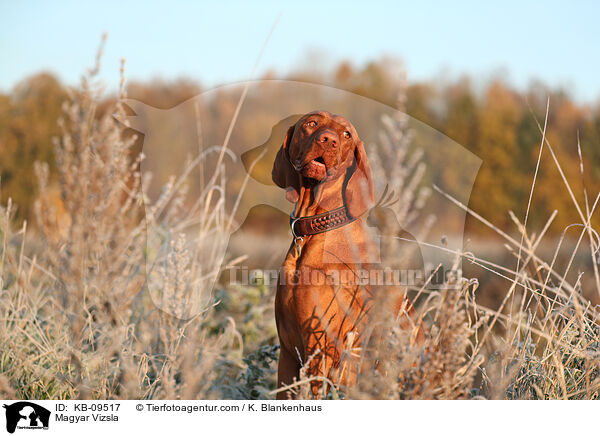 Magyar Vizsla / Magyar Vizsla / KB-09517