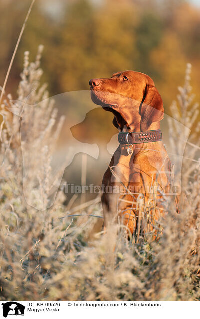 Magyar Vizsla / Magyar Vizsla / KB-09526
