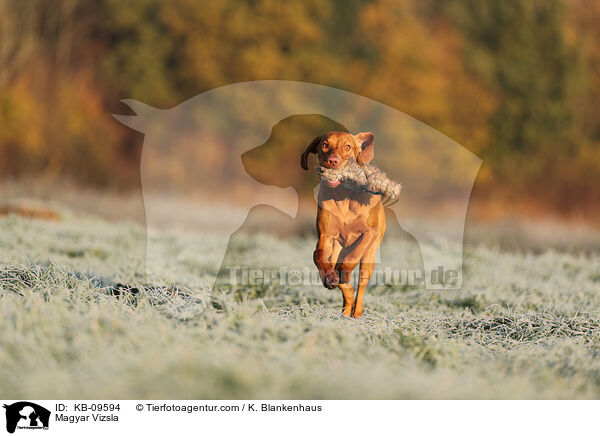 Magyar Vizsla / Magyar Vizsla / KB-09594