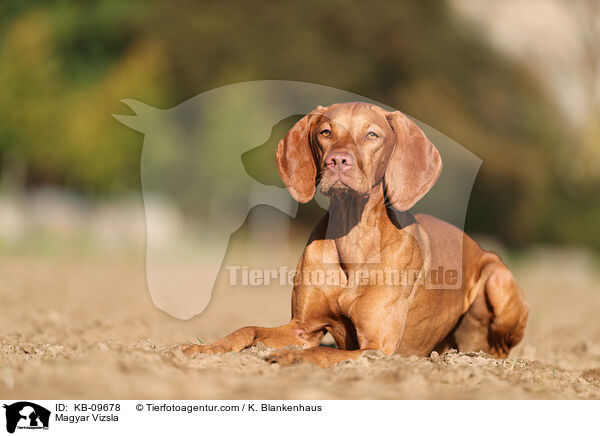 Magyar Vizsla / Magyar Vizsla / KB-09678