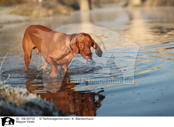 Magyar Vizsla / Magyar Vizsla / KB-09700
