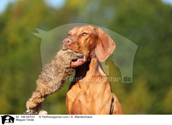 Magyar Vizsla / Magyar Vizsla / KB-09703