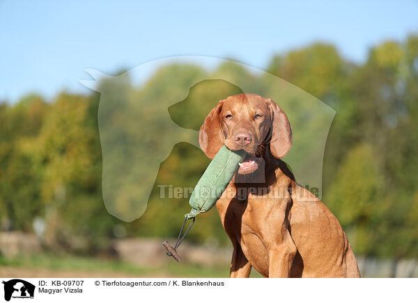 Magyar Vizsla / Magyar Vizsla / KB-09707