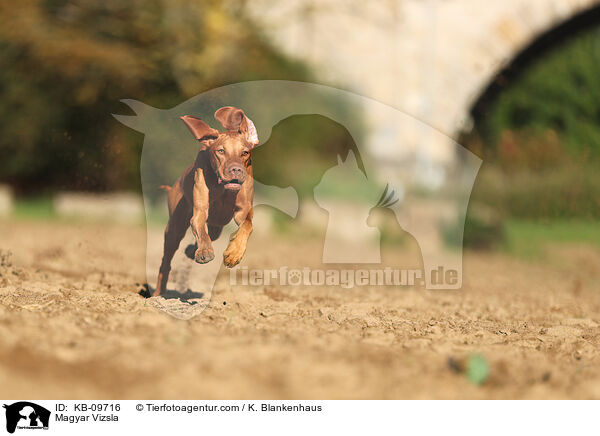 Magyar Vizsla / Magyar Vizsla / KB-09716