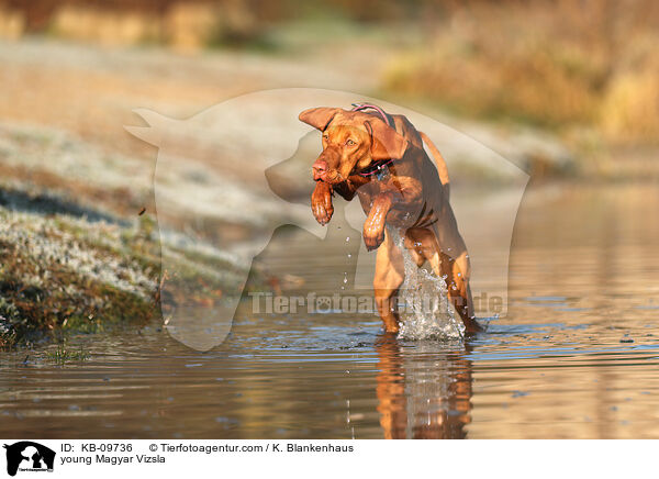 junger Magyar Vizsla / young Magyar Vizsla / KB-09736