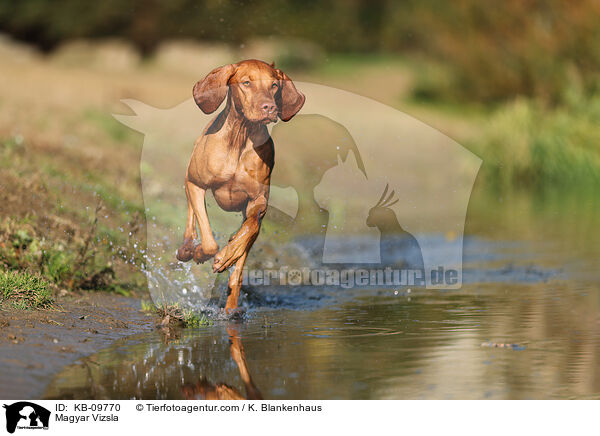 Magyar Vizsla / Magyar Vizsla / KB-09770