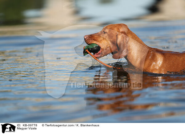 Magyar Vizsla / Magyar Vizsla / KB-09778