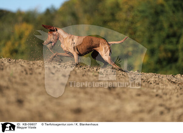 Magyar Vizsla / Magyar Vizsla / KB-09807