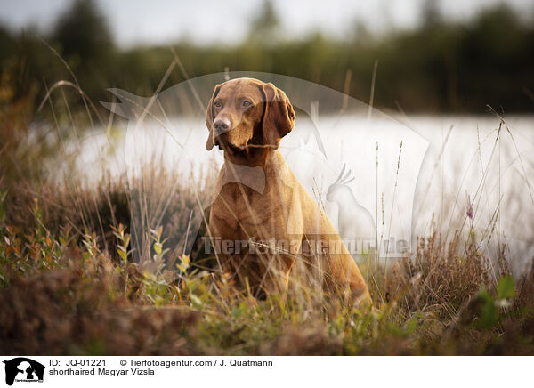 Kurzhaarvizsla / shorthaired Magyar Vizsla / JQ-01221