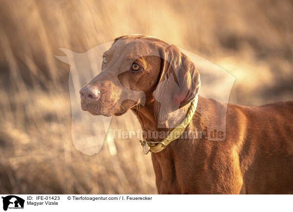 Magyar Vizsla / Magyar Vizsla / IFE-01423