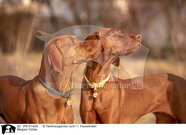 Magyar Vizsla / Magyar Vizsla / IFE-01426