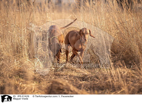 Magyar Vizsla / IFE-01429