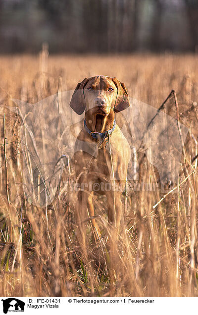 Magyar Vizsla / Magyar Vizsla / IFE-01431