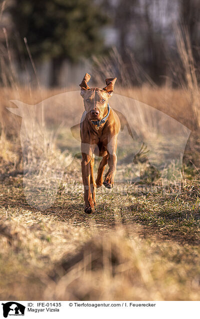 Magyar Vizsla / Magyar Vizsla / IFE-01435