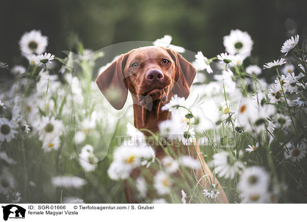 Magyar Vizsla H�ndin / female Magyar Vizsla / SGR-01666