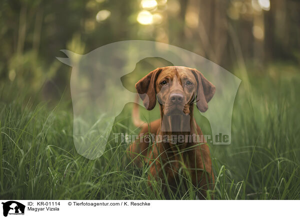 Magyar Vizsla / Magyar Vizsla / KR-01114