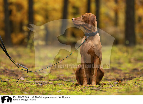 female Magyar Vizsla / AH-07243