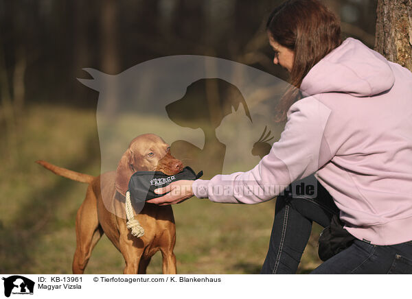 Magyar Vizsla / Magyar Vizsla / KB-13961