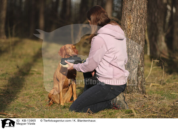 Magyar Vizsla / Magyar Vizsla / KB-13965