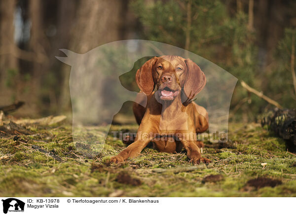 Magyar Vizsla / Magyar Vizsla / KB-13978