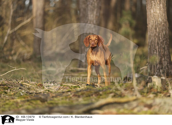 Magyar Vizsla / Magyar Vizsla / KB-13979