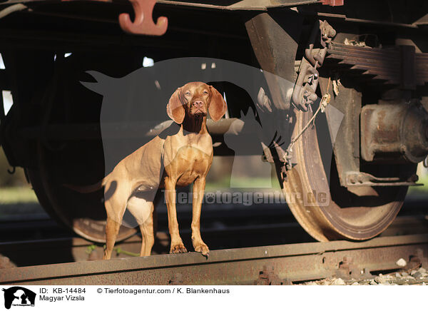 Magyar Vizsla / Magyar Vizsla / KB-14484