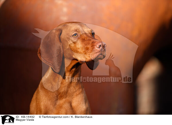 Magyar Vizsla / Magyar Vizsla / KB-14492