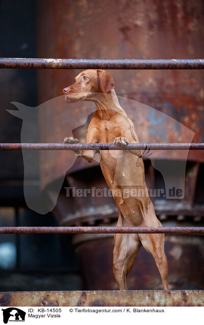 Magyar Vizsla / Magyar Vizsla / KB-14505