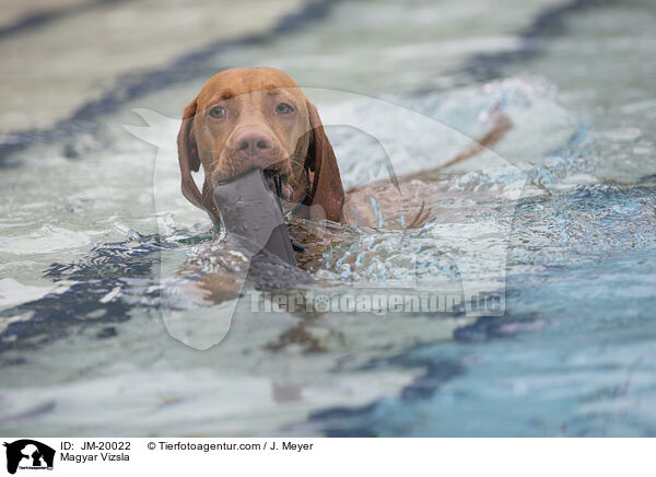 Magyar Vizsla / Magyar Vizsla / JM-20022