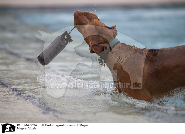 Magyar Vizsla / Magyar Vizsla / JM-20024