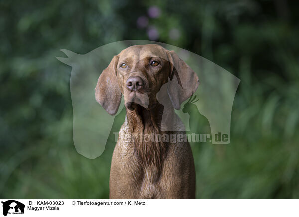 Magyar Vizsla / Magyar Vizsla / KAM-03023