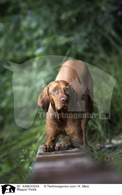Magyar Vizsla / Magyar Vizsla / KAM-03024