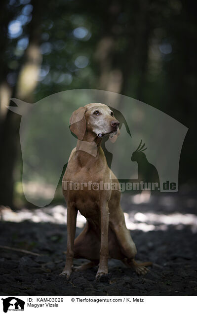 Magyar Vizsla / Magyar Vizsla / KAM-03029