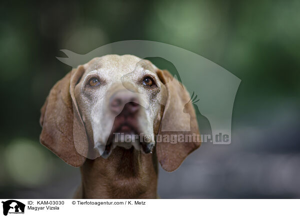Magyar Vizsla / Magyar Vizsla / KAM-03030
