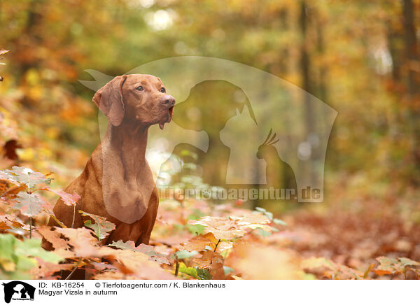 Magyar Vizsla im Herbst / Magyar Vizsla in autumn / KB-16254