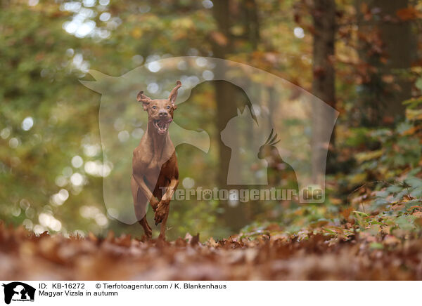 Magyar Vizsla im Herbst / Magyar Vizsla in autumn / KB-16272