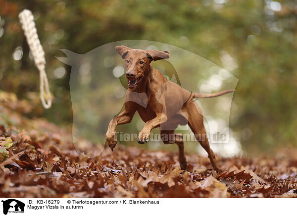 Magyar Vizsla in autumn / KB-16279