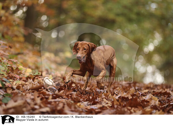 Magyar Vizsla im Herbst / Magyar Vizsla in autumn / KB-16280