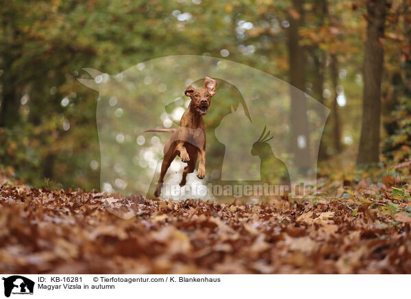 Magyar Vizsla im Herbst / Magyar Vizsla in autumn / KB-16281