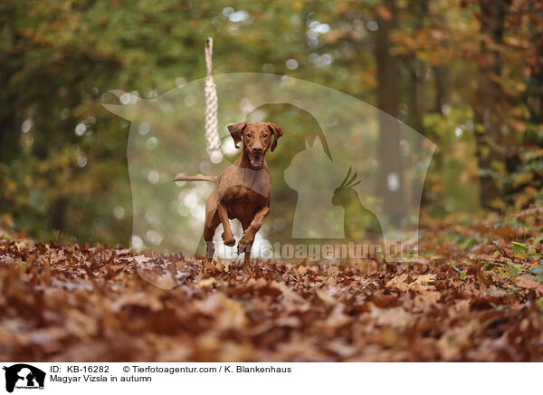 Magyar Vizsla im Herbst / Magyar Vizsla in autumn / KB-16282