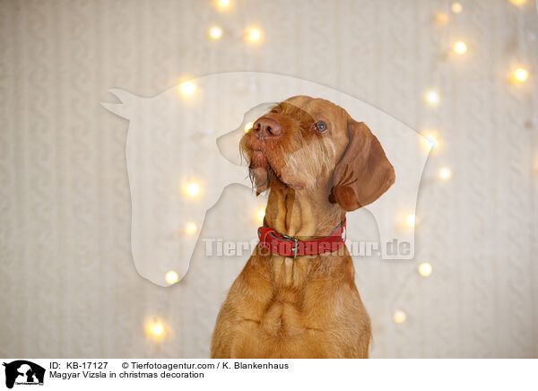 Magyar Vizsla in Weihnachtsdeko / Magyar Vizsla in christmas decoration / KB-17127