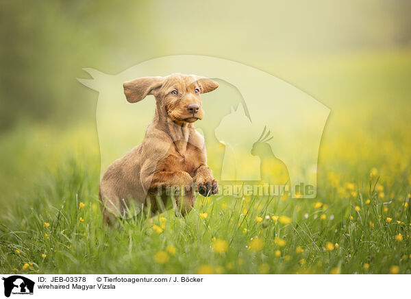 drahthaariger Magyar Vizsla / wirehaired Magyar Vizsla / JEB-03378