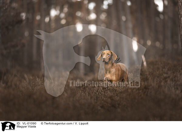 Magyar Vizsla / Magyar Vizsla / VL-01090