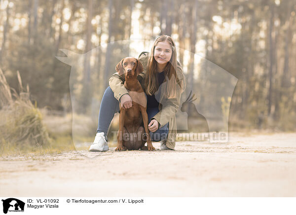 Magyar Vizsla / Magyar Vizsla / VL-01092