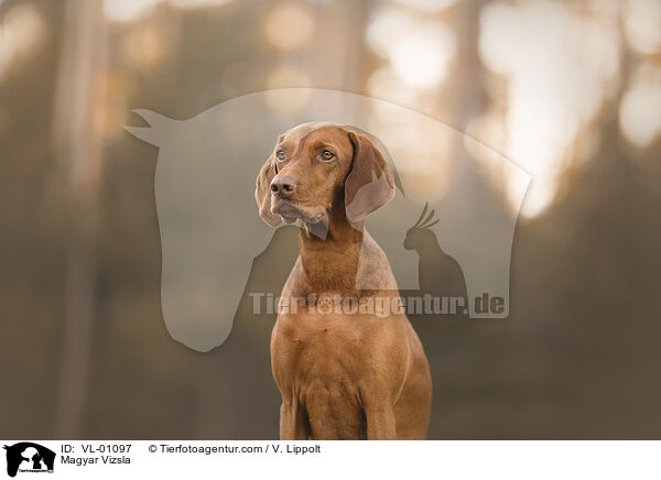 Magyar Vizsla / Magyar Vizsla / VL-01097