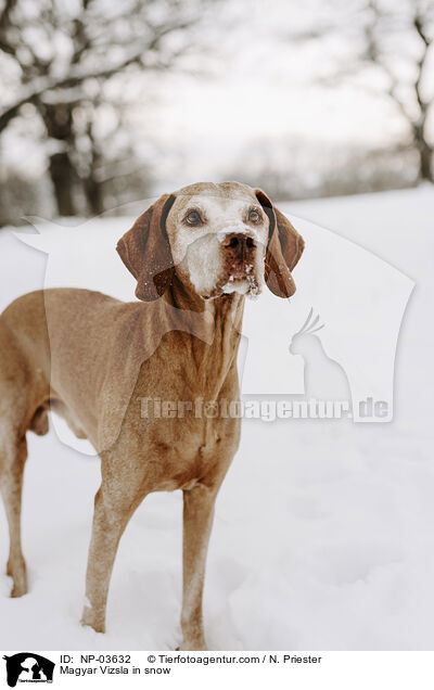 Magyar Vizsla im Schnee / Magyar Vizsla in snow / NP-03632