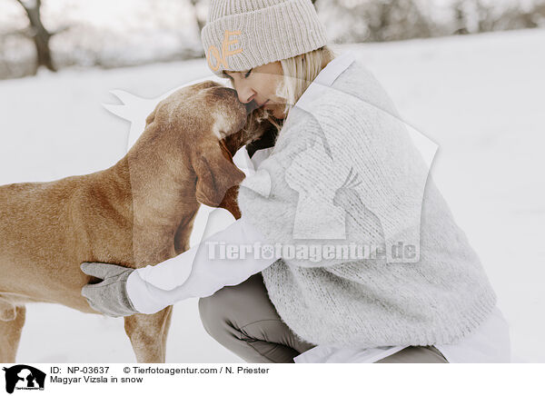 Magyar Vizsla im Schnee / Magyar Vizsla in snow / NP-03637